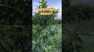 రుద్రాక్ష పండును తినొచ్చా   Elaeocarpus Ganitrus  Edible Rudraksha  9290909559 [upl. by Tuesday]