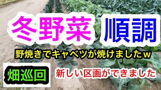 『畑巡回』花蕾が出来たら、病気に注意。2023年12月5日 [upl. by Michell476]