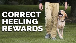 The Importance of Rewarding Your Dog Correctly When Heeling [upl. by Etteve43]