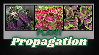 Plant Propagation  This Might Be My Worst Video Ever [upl. by Eckmann]