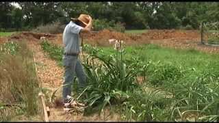 Jenks Farmers Crinum Lilies [upl. by Leahcym950]