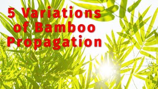 My Best 5 Bamboo Propagation Techniques You Need to Know [upl. by Maiocco320]