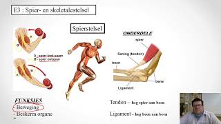 GR 9 NW Werkkaart 4 Hersiening Spier en skeletalestelsel [upl. by Tews]