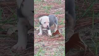 Olde English Bulldogges New Litter Ready To Go Home Soon [upl. by Booze]