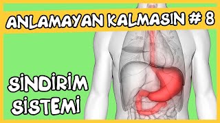 Anlamayan Kalmasın 8 Sindirim Sistemi [upl. by Geoffry]