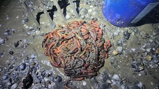 DIG your own lug worm SAVE MONEY how to dig common lugworm sea fishing uk [upl. by Ydnes]