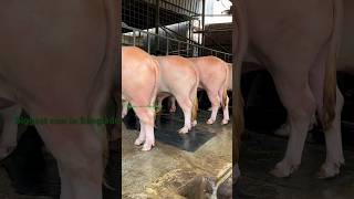 Gigantic Albino Bulls Getting Lunch  Sadeeq Agro 2024 Collection Buffalo  Big Buffalo 2023 [upl. by Suolhcin]