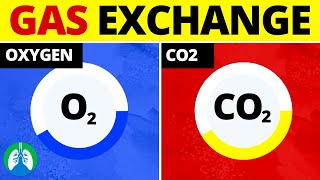 Gas Exchange Medical Definition  Quick Explainer Video [upl. by Gnehc557]