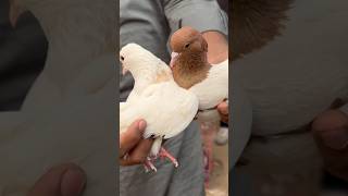 jama masjid kabootar market delhi jamamasjid kabootar pigeon shortfeed youtubeshorts shorts [upl. by Sedicla]