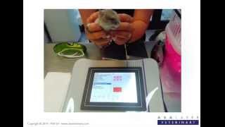 MLS® Laser Therapy for Snippina hamster with abscess [upl. by Imyaj463]