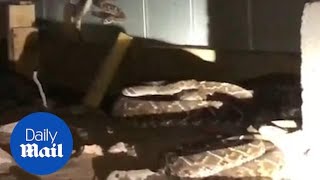 Intense video of 45 rattlesnakes being removed from under home [upl. by Restivo]