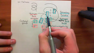 The Epidermis Part 2 [upl. by Aksel]