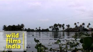 Water Hyacinth seen on Vembanad Lake  India [upl. by Shuman]