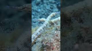 Reef pipefish meet underwater marinelife sea oceanlife [upl. by Lionello770]