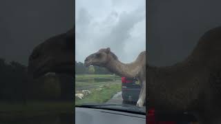 Beekse Bergen safari kameel🐫🐪 [upl. by Yblehs246]