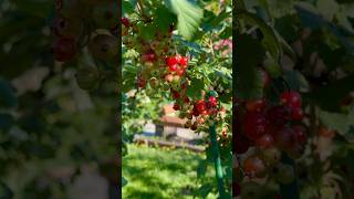 5 Reasons To Plant Red Currant shorts garden growfood fruit [upl. by Mcclary889]