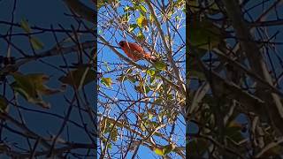 The Stunning Red Feathers of a Male Cardinal birds birdspotting birdwatching [upl. by Pomfret]