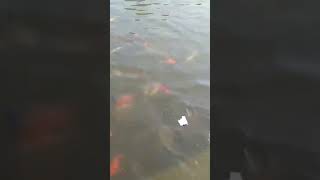 fishing catlafishcutting fish bigfish carpfishing viralshort [upl. by Gonzalo]