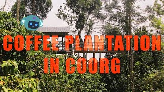 Eng sub Coffee plantation in Coorg  Exploring the view plant varieties and coffee making [upl. by Annavoeg]