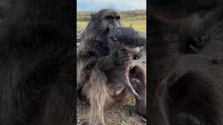 Cindy the baboon has so much love for the baby warthogs 😍 sound on animals animallover wildlife [upl. by Ikoek]