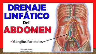 🥇 DRENAJE LINFÁTICO DEL ABDOMEN Ganglios Parietales ¡Fácil y Sencillo [upl. by Nail]