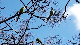 Incredible invasion of green parrot in rome [upl. by Nnanaej]