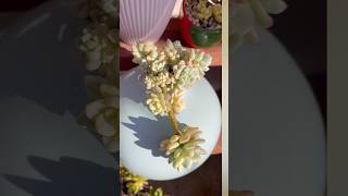 Tip for succulents  succulentpropagation garden succulentgarden plants [upl. by Charleen459]