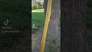 New Bow Build archery traditionalarchery [upl. by Eicart901]