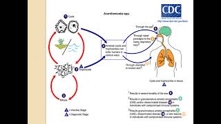 FREE LIVING AMOEBAE MicrobiologyLecture [upl. by Assenej]