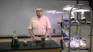 Growing algae for fuel Supplies [upl. by Jeremy]