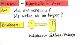 HORMONE UND IHRE WIRKUNGSWEISE  Biologie  Biologie des Menschen Mittelstufe [upl. by Mariand]