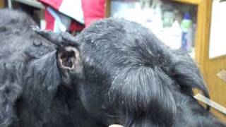 Pet Grooming Giant Schnauzer head [upl. by Lenneuq503]