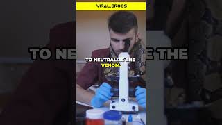 How Antivenom is Made from Snake Venom amazingfacts facts [upl. by Nawoj]