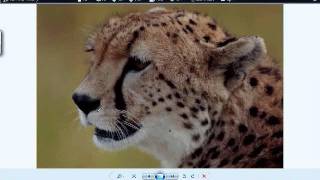 Embird Digitizing with Phil more than 5 years with Embird Part 1 of Digitizing a Cheetah [upl. by Eleanore]