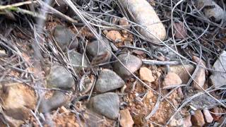 Haworthia bayeri in SITU [upl. by Wooldridge]