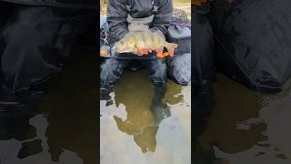 Twitchen auf dicke 45 Winterbarsche 😍🔥 An den Seen stehen die Fische flach und sind gierig 👀👀 [upl. by Akimrej239]