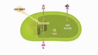 Photosynthesis Steps and Pathways [upl. by Jennings]