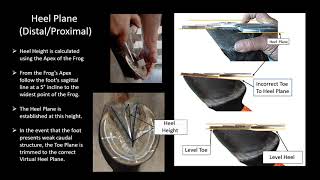 Hoof Trimming to Balance The Dynamic Balance Hoof Level [upl. by Mortimer]