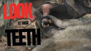 Craziest Teeth on a Coyote Hunting Coyotes in the Super Moon [upl. by Vidovik]