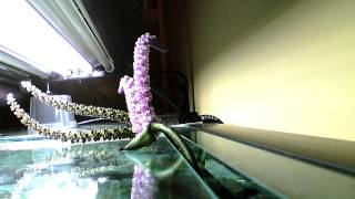 12 day timelapse two Madagascar lace plant flowers [upl. by Nahsar270]