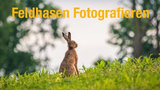 Feldhasen Fotografieren Mit Sony A6400  100400mm [upl. by Arundel]