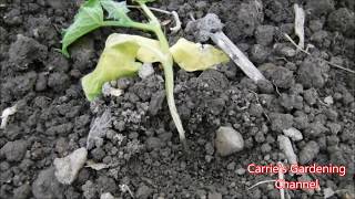 how to prevent damping off disease for cucumbers cucumbers with shriveling stems [upl. by Loux550]