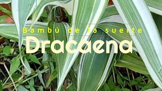 Bambú de la suerte Dracaena Sanderiana  Dracena Cuidados 🌱 eljardindechelita [upl. by Gnus661]