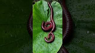 The millipedes was on a leaf🍁 arthropods millipede scary shorts [upl. by Marget126]