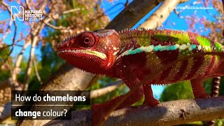 How do chameleons change colour  Natural History Museum [upl. by Oiciruam518]