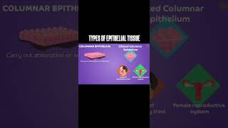 Types of Epithelial Tissue science Anandbiology [upl. by Herodias110]