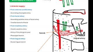 Anatomy of pharynx part two [upl. by Ira]