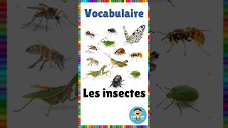 Vocabulaire  les insectes  Français eme vocabulaire insectes français [upl. by Iclek297]