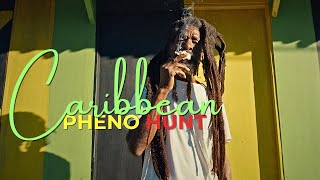 How Rastas reclaimed Antigua Pure Sativa Landrace Pheno Hunt with Humboldt Seed Company [upl. by Coppola542]