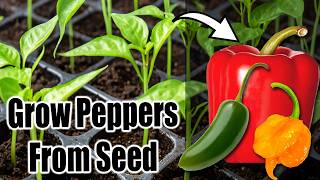 Best Way to Start Pepper Seeds Indoors or Outdoors 🌶️🫑 [upl. by Fidele]